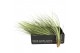 Tillandsia juncea 101597 x20 