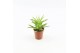 Peperomia happy bean 