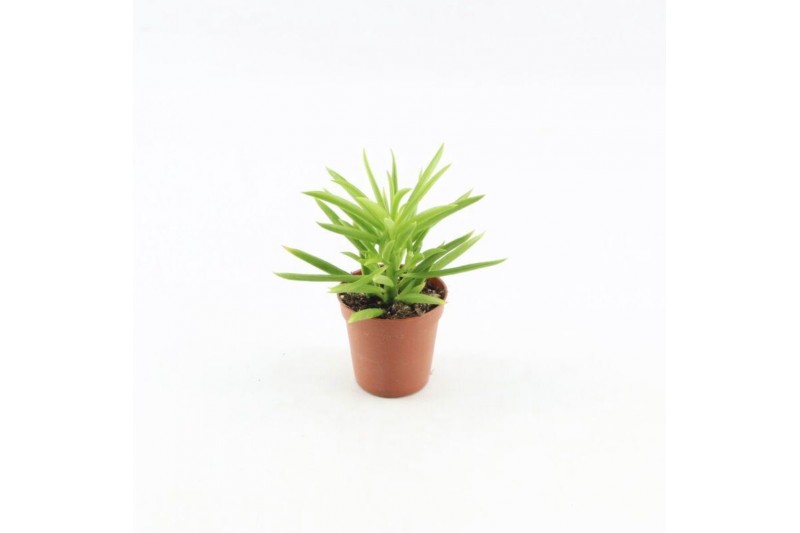Peperomia happy bean 