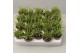Peperomia happy bean 