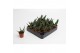 Succulent minor Gasteria Minor 