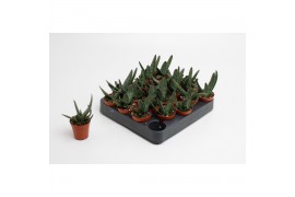 Succulent minor Gasteria Minor