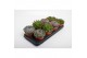 Echeveria zonder bloem 