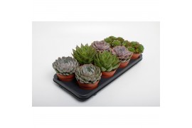 Echeveria zonder bloem