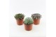 Echeveria zonder bloem 