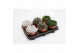 Echeveria zonder bloem 