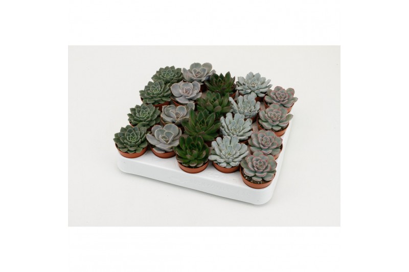 Echeveria zonder bloem 