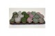 Echeveria zonder bloem special mix 