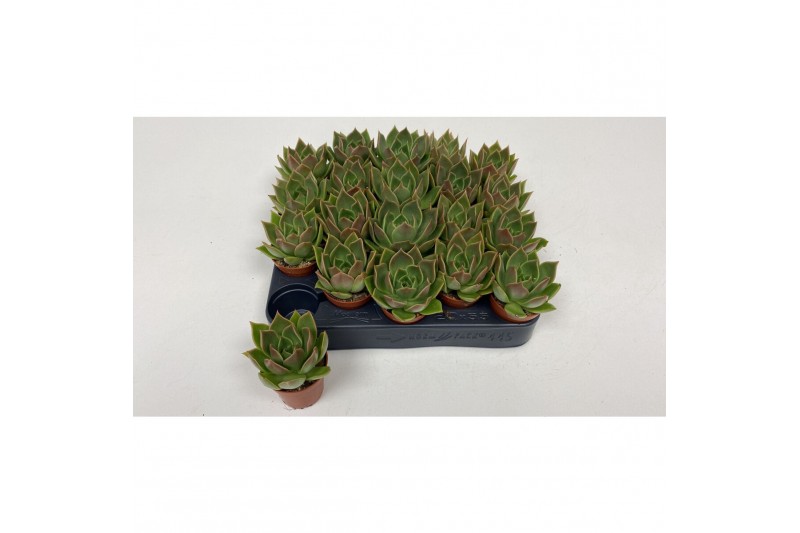 Echeveria Mexico 