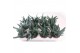 Gasteria lmifolia 