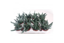Gasteria lmifolia