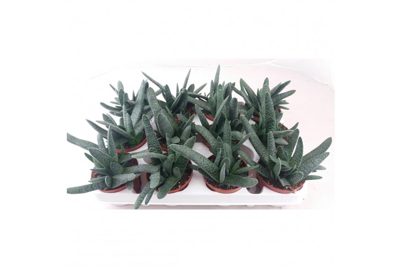 Gasteria lmifolia 