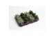Haworthia Special mix 