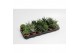 Haworthia overig Haworthia 