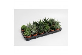 Haworthia overig Haworthia