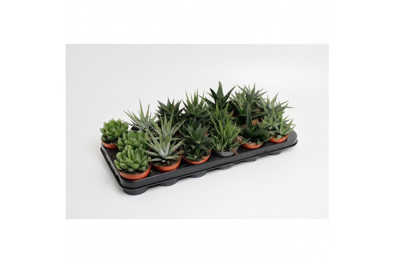 Haworthia overig Haworthia 