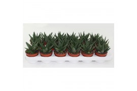 Haworthia Gasworthia