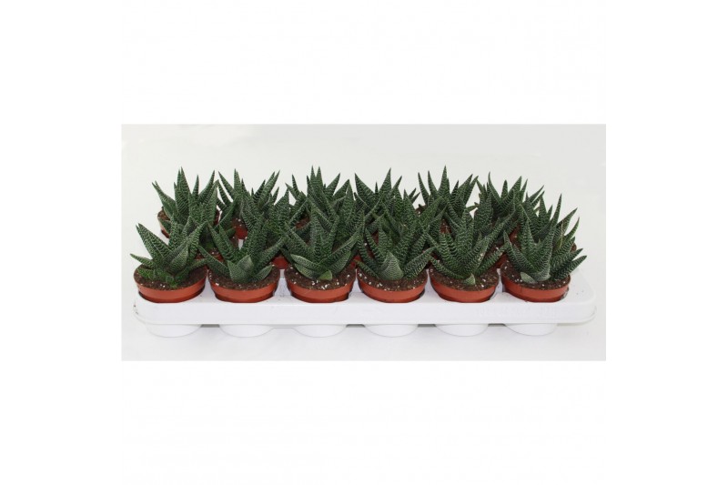 Haworthia Gasworthia 