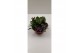 Succulenten in voorjaars 