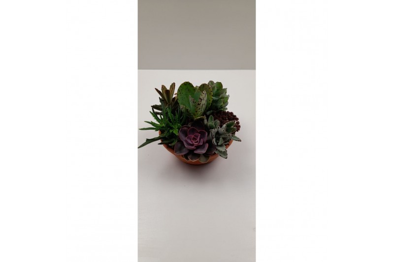 Succulenten in voorjaars 