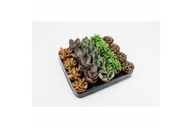 Succulenten Tanz Succulenten op