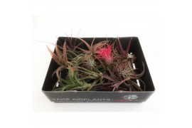 Tillandsia mix 101613 x20