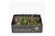 Tillandsia mix 101613 x20 