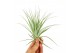 Tillandsia gardneri 101972 x12 