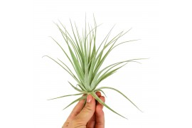 Tillandsia gardneri 101972 x12