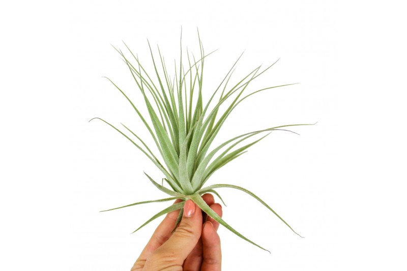 Tillandsia gardneri 101972 x12 