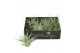 Tillandsia gardneri 101972 x12 