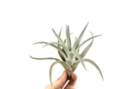 Tillandsia harissi 101591 x10