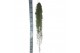 Tillandsia tillandsia usneoides Green XXL 1 bl. 