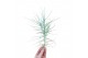 Tillandsia Tillandsia Caerulea XXL 