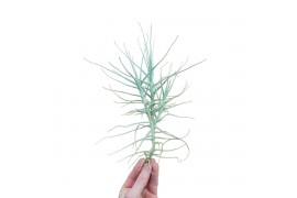 Tillandsia Tillandsia Caerulea XXL