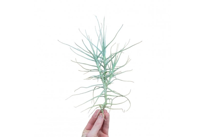 Tillandsia Tillandsia Caerulea XXL 
