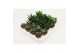Haworthia mix 