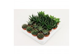 Haworthia mix