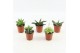 Haworthia mix 