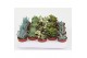 Succulenten mix 