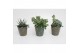 Succulenten mix in zink Berlijn 