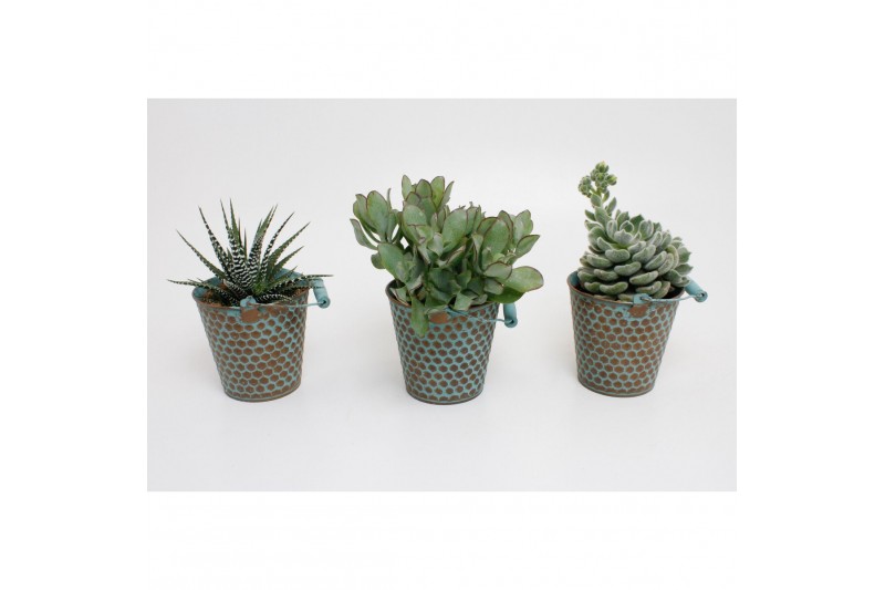 Succulenten mix in zink Berlijn 