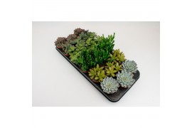 Succulenten mix
