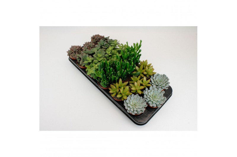 Succulenten mix 