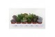 Succulenten mix 