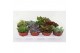 Succulenten mix 