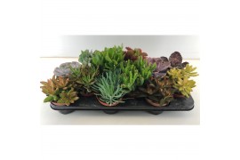 Succulenten mix