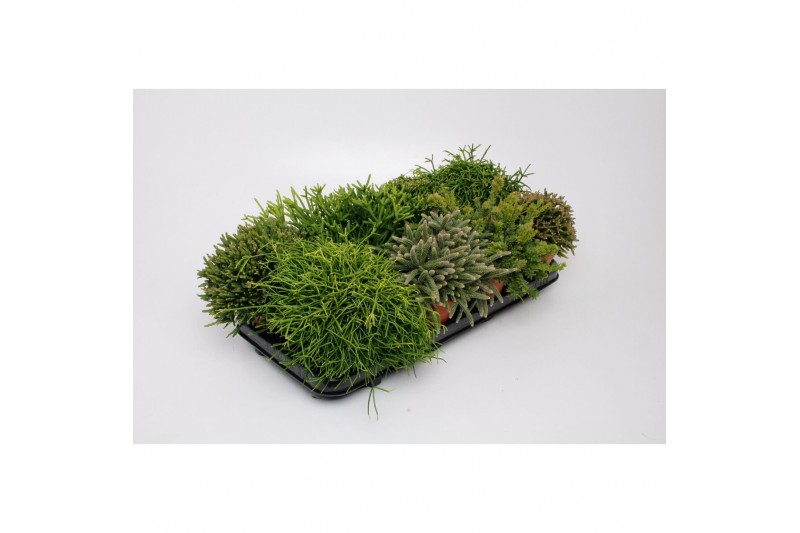Rhipsalis Mix 