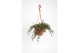 Senecio herreianus purple flush Moneymaker 