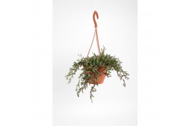 Senecio herreianus purple flush Moneymaker